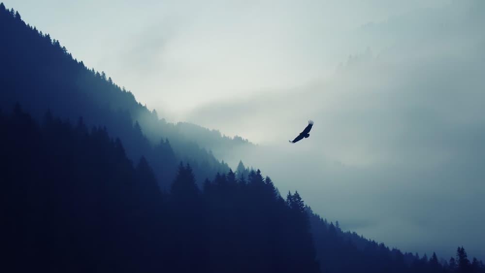 A bird soaring over a misty mountain landscape